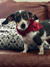 Load image into Gallery viewer, Light Gray Bouquet 21x21 Square Habotai silk. A hair accessory, neckerchief, pocket square, or accessorize your dog.